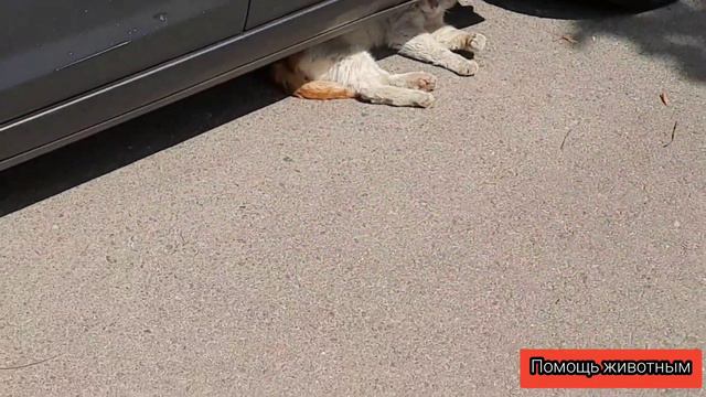 кормлю котяток. помогаю котикам бездомным! смотреть онлайн