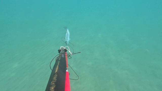 Подводные охоты ассорти в море с пневматом 100 и роллингом!Sharks are afraid - do not go to the sea смотреть онлайн