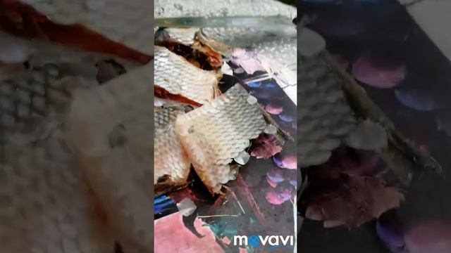 Дача, короткие моменты лета! смотреть онлайн