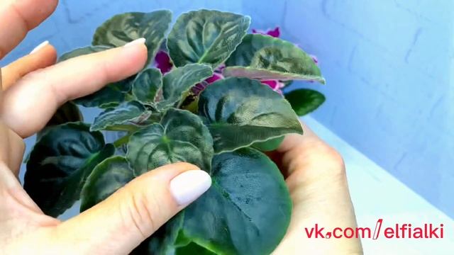 СЕКРЕТ ПЫШНОГО ЦВЕТЕНИЯ ФИАЛКИ. Ответ на вопрос. смотреть онлайн