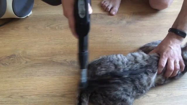 Как эффективно бороться с кошачьей шерстью смотреть онлайн