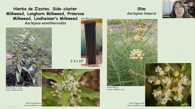 Denton County MGA August 2021 GM Program ("Welcome Pollinators to Your Yard", Liz Moyer) смотреть онлайн