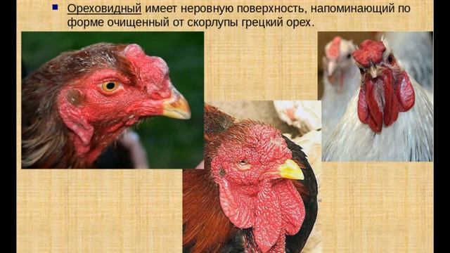 Вы никогда не видели таких необычных пород кур! Это шок! Всем смотреть до конца смотреть онлайн