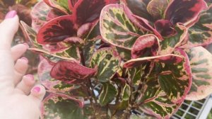 №73. Таиланд. Рынки растений на о. Пхукет. Покупка и перевозка небольших растений.