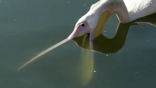 Пеликанья рыбалка смотреть онлайн