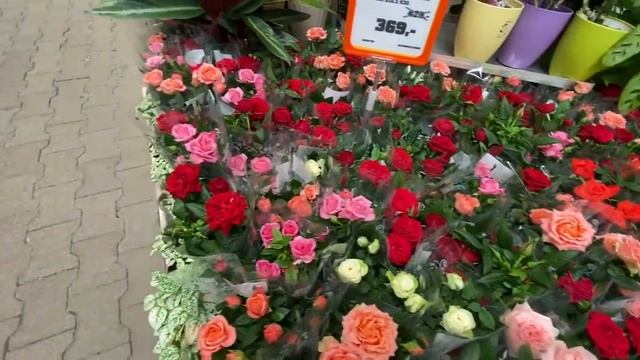 Обзор растений в Оби|Большой цветочный магазин|цены|растения|кашпо смотреть онлайн