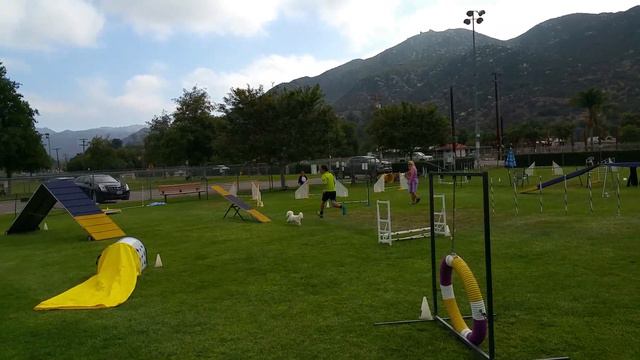 Bichon Frise Agility - 2015_2 смотреть онлайн