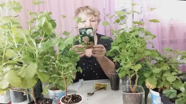 Раньше мои герани гибли за зиму. Теперь ошибок не делаю: рассказываю, как ухаживаю за геранью смотреть онлайн