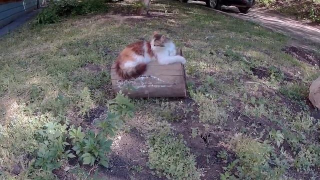 Отдых после завтрака 3. Первый день лета. 1 июня 2020 года смотреть онлайн