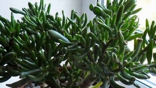 Когда, Как и Чем подкормить денежное дерево! Правильная подкормка Красулы. смотреть онлайн