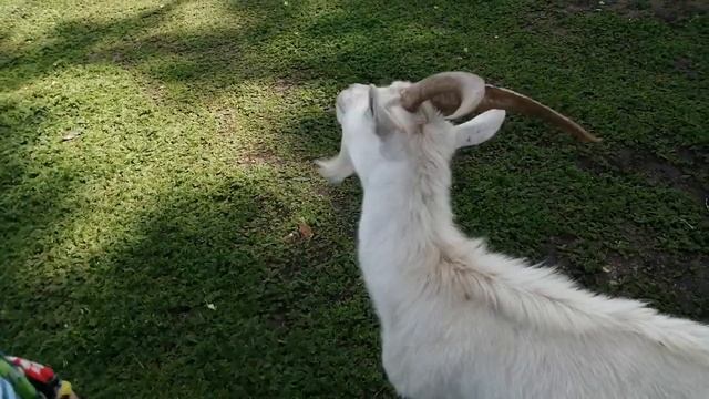ОТДЫХ У ДРУГА, ОГРОМНАЯ РЫБА /ТУРИЗМ/РЫБАЛКА/ОТДЫХ НА ПРИРОДЕ/ смотреть онлайн
