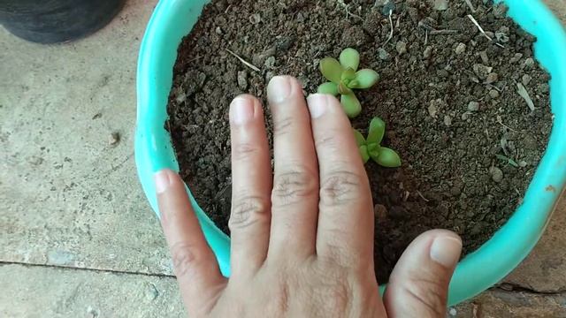 Beautiful Succullent Sedum Adolphi Or Sedum Nussbaumerianum Care
