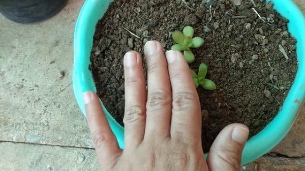 Beautiful succullent sedum adolphi or sedum nussbaumerianum care