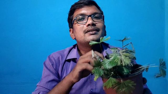 How do you care for Actiniopteris Radiata Plant #care #propagation #repotting #uses #problems. смотреть онлайн