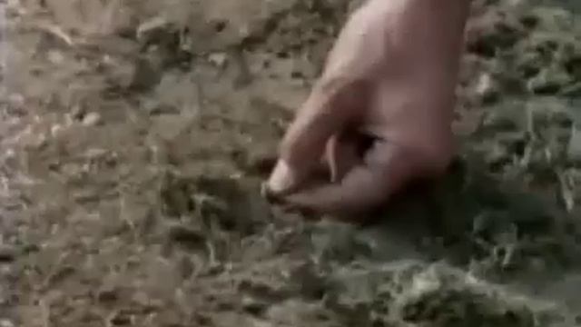Monty Python - Mosquito Hunting (cz tit.) смотреть онлайн