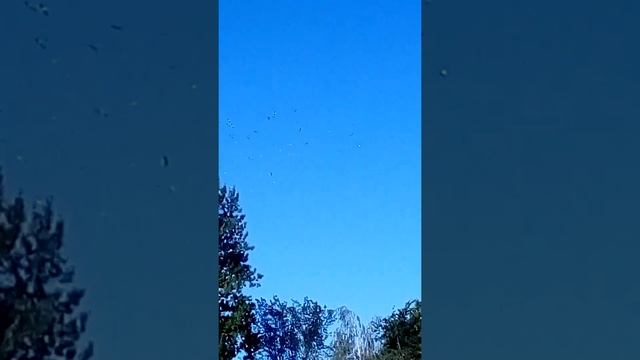 Аисты улетают на юг смотреть онлайн