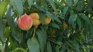 Персик Вайн голд,недостатки.