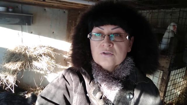 Нужен режим питания нашим животным или нет .обманываем рефлекс. смотреть онлайн