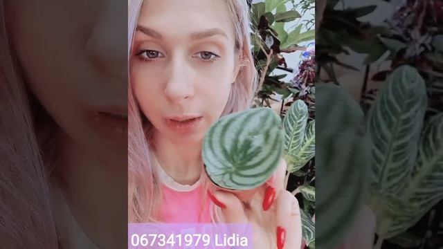 Часть2.Укоренение пеперомии арбузик из листа смотреть онлайн