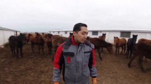 Откорм лошадей на мясо. Кормление лошадей / Жылқы бордақылау.