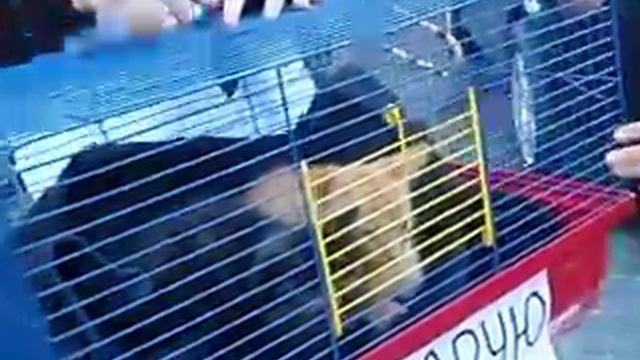 Котята на улице Кобылянской смотреть онлайн