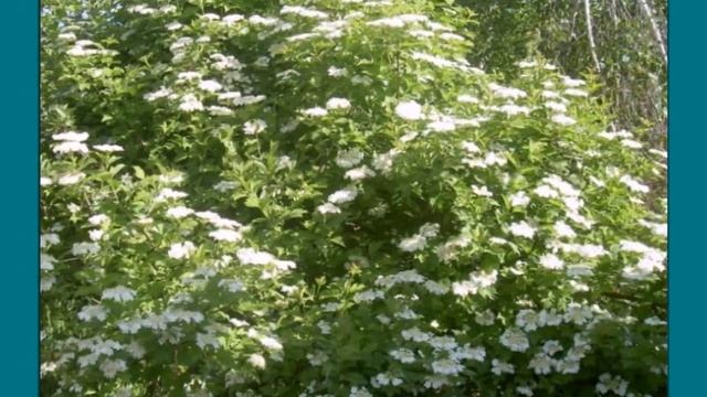 Квіти калини смотреть онлайн