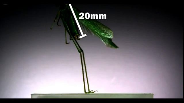 ПОЛЕТ НАСЕКОМЫХ В ЗАМЕДЛЕННОЙ СЬЕМКЕ?FLIGHT INSECTS IN SLOW MOTION!!!!!! смотреть онлайн