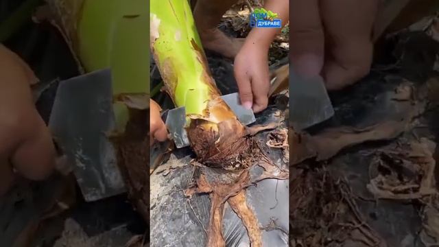 Японский банан | Саженцы и семена по суперпредложениям ссылка в описании смотреть онлайн