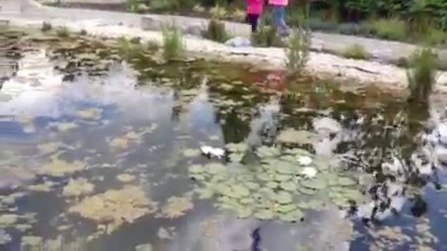 Там лилии цветут Вена смотреть онлайн