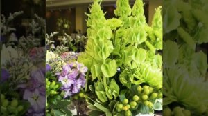 Молюцелла - ирландский колокольчик