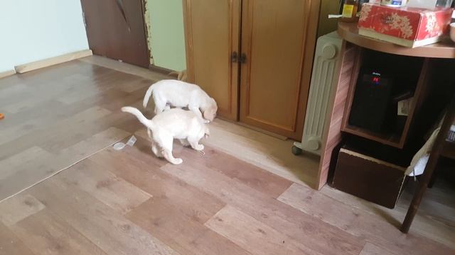 Щенки лабрадора 1.5 месяца смотреть онлайн