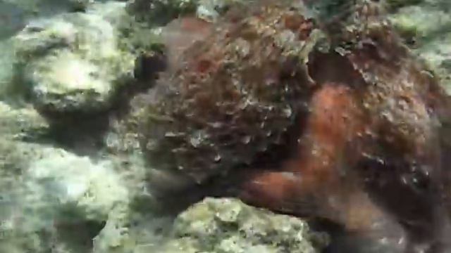 Octopus. Осьминог