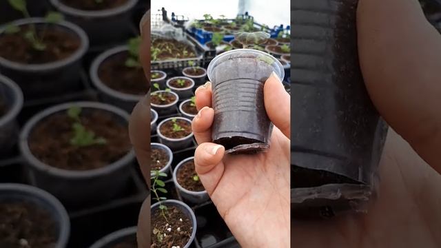 Ампельная Бегония из семян Часть 4 смотреть онлайн