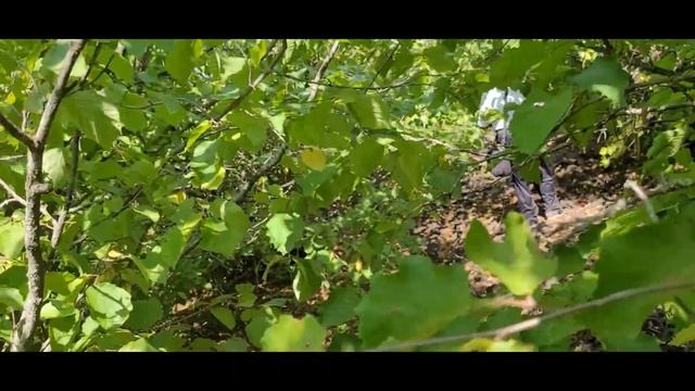 Фундук в Украине. Поездка-23г. к первичным маточным кустам: один из неожиданных итогов (ч.1) смотреть онлайн