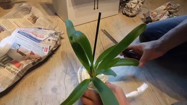Paphiopedilum tigrinum с частного аукциона смотреть онлайн