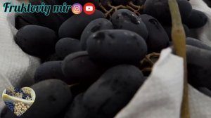 "Виноград" Дамский пальчик" чёрный".