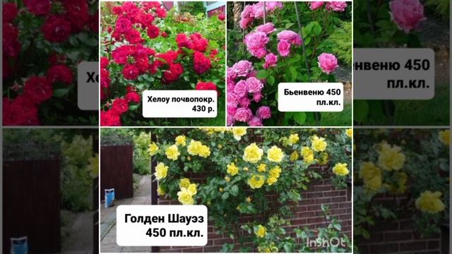 Саженцы роз в наличии на осень 2023 года, Питомник роз "Успех" г.- к. Анапа смотреть онлайн