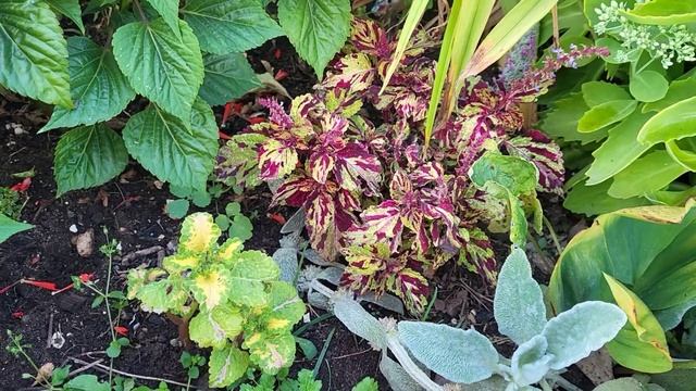 Готовая клумба. СХЕМА посадки. ЧТО с ЧЕМ посадить смотреть онлайн