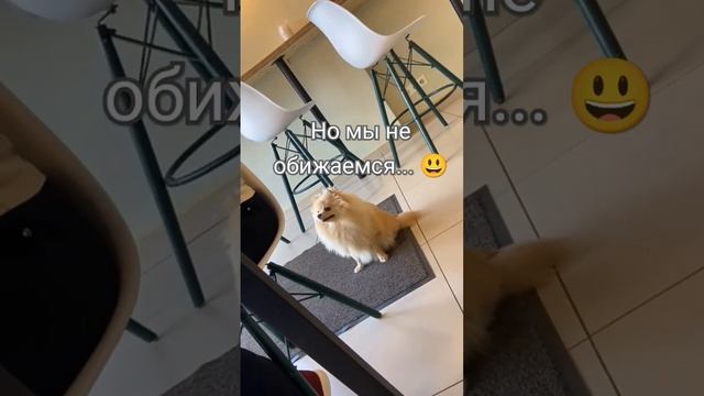 Шпицы очень добрая порода собак, игривая и красивая❤#почемусобака #животные смотреть онлайн