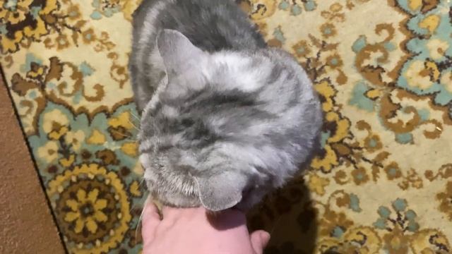 Шотландский прямоухий кот мраморный. Скоттиш страйт. смотреть онлайн