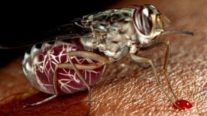 Муха цеце - интересные факты