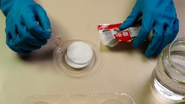 Показываю лучший способ посева перца на рассаду! Семена прорастут за пару часов смотреть онлайн