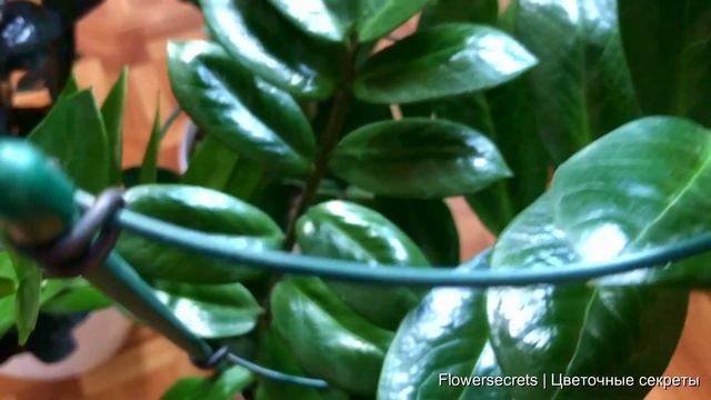 ПОЧЕМУ ЖЕЛТЕЮТ ЛИСТЬЯ У ЗАМИОКУЛЬКАСА? 10 ПРИЧИН И РЕШЕНИЙ | flowersecrets смотреть онлайн