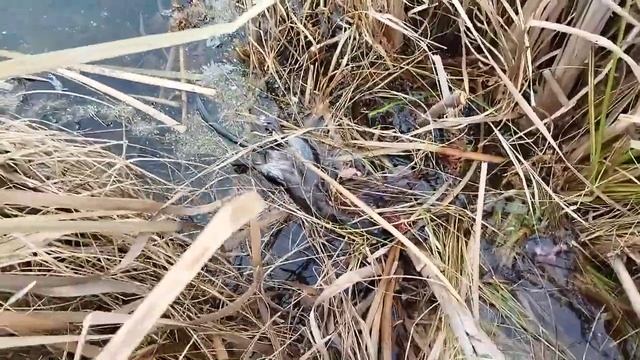 проверка капканов на андатру. (норки одолели) смотреть онлайн