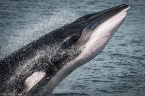 Отряд Китообразные