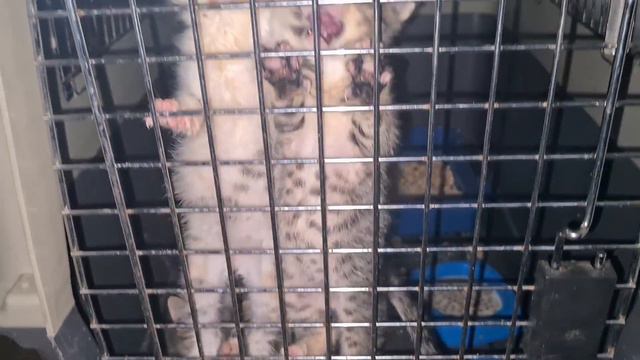 Котята выжили?/Первая ночь спасённых котят у нас дома смотреть онлайн