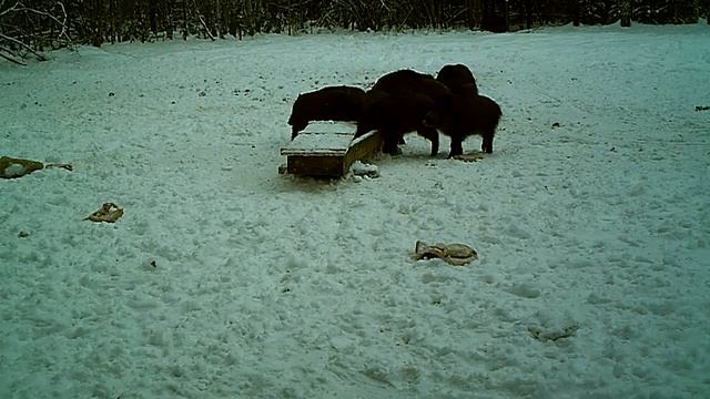 Кабанчики смотреть онлайн