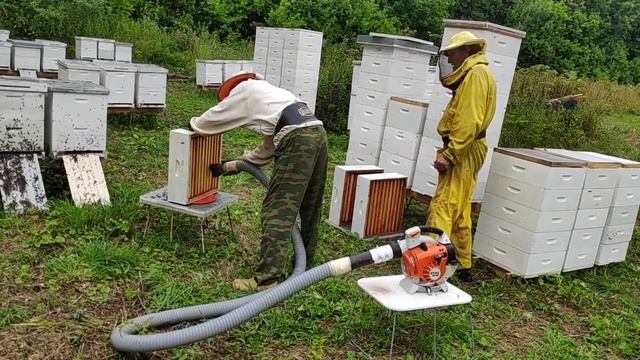 Снимаем магазины после липы с помощью воздуходувки смотреть онлайн