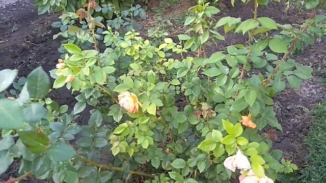 Пересадка черенка Розы Пэт Остин. смотреть онлайн