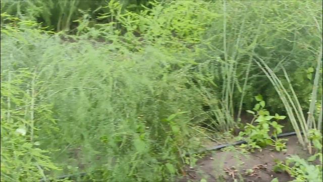 Рости,рости спаржа велика й маленька.22.09.2023рік.